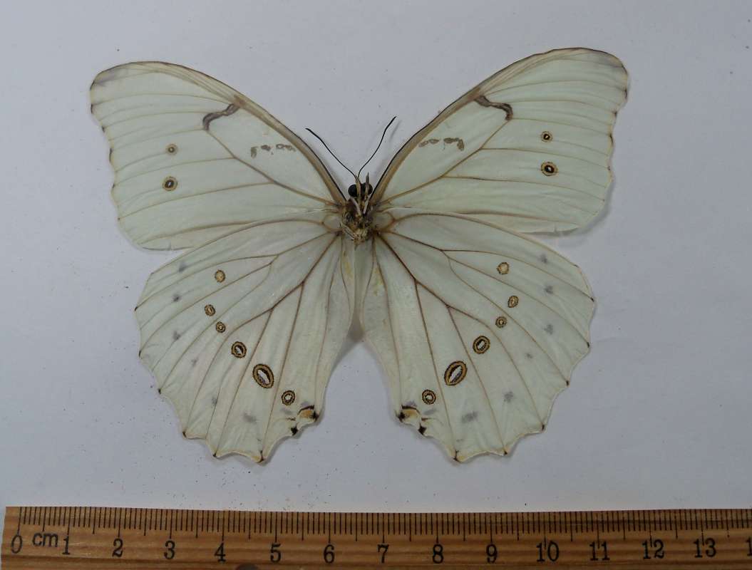 Male - Ventral View<br>(Origin of the Specimen: Costa Rica, Sept. 2012)