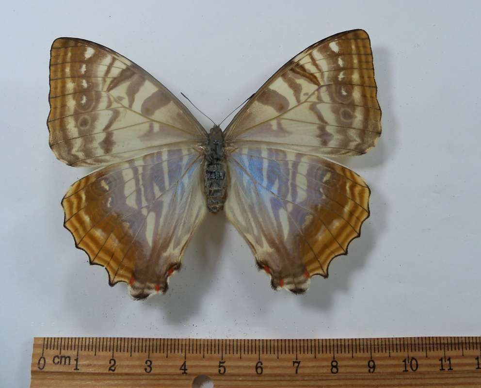 Female - Dorsal<br>(Origin of the Specimen: Bolivia, August 1991)