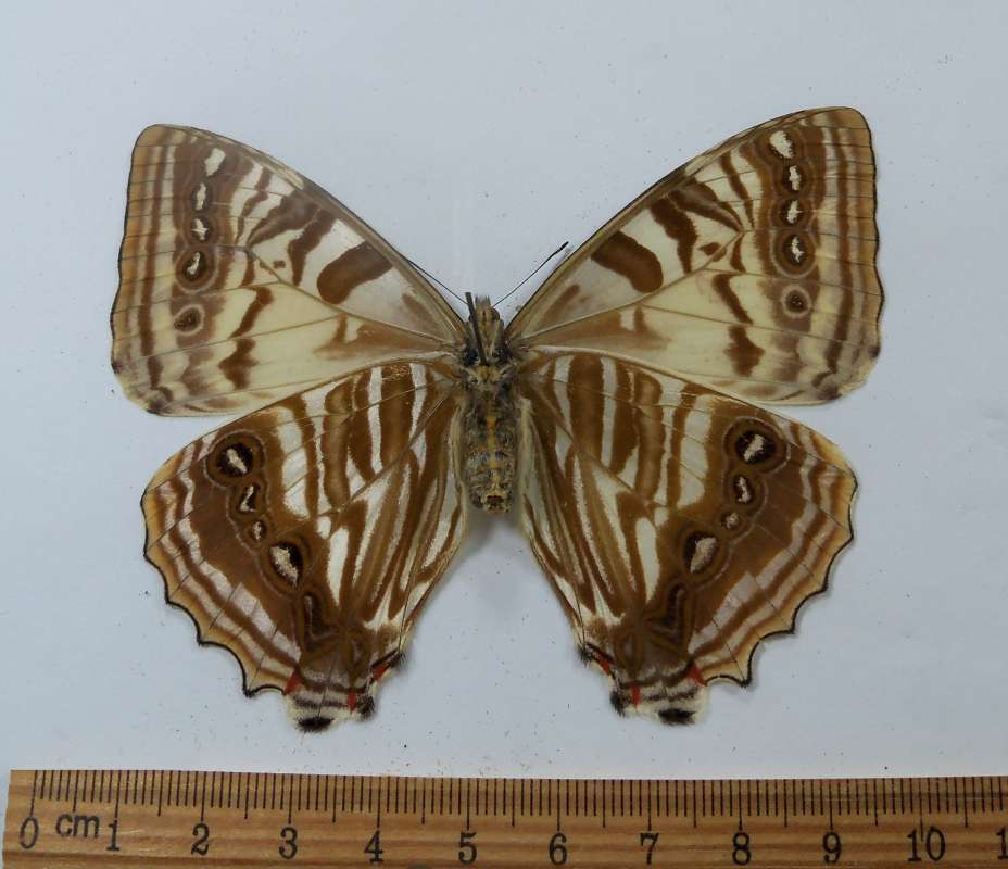 Female - Ventral<br>(Origin of the Specimen: Bolivia, August 1991)