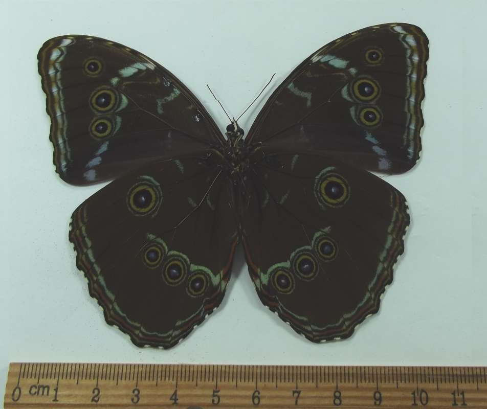 Male - Ventral View<br>(Origin of the Specimen: Bolivia, August 1998)