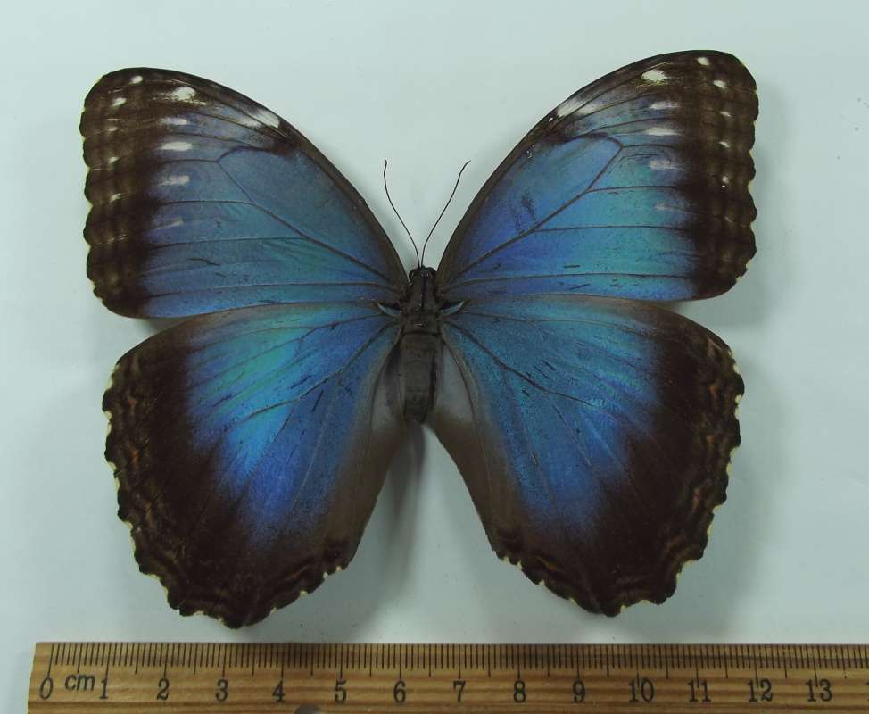Female - Dorsal View<br>(Origin of the Specimen: Guerrero, SW Mexico, July)