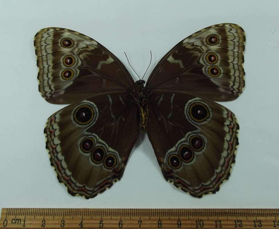 Female - Ventral View<br>(Origin of the Specimen: Guerrero, SW Mexico, July)