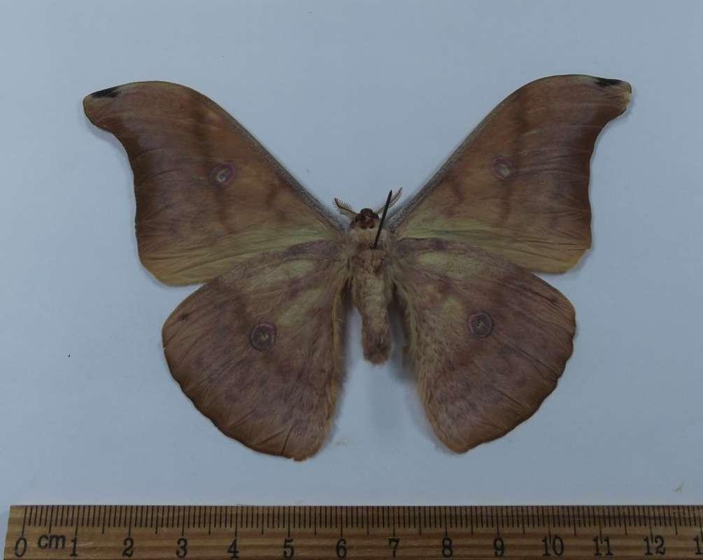 Male - Ventral View<br>(Origin of the Specimen: West Vietnam, Aug. 2009)