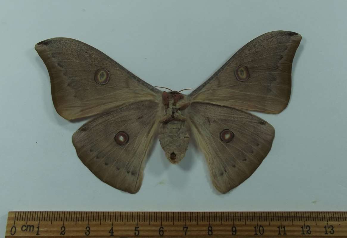 Female - Ventral View<br>(Origin of the Specimen: West Vietnam, Aug. 2009)