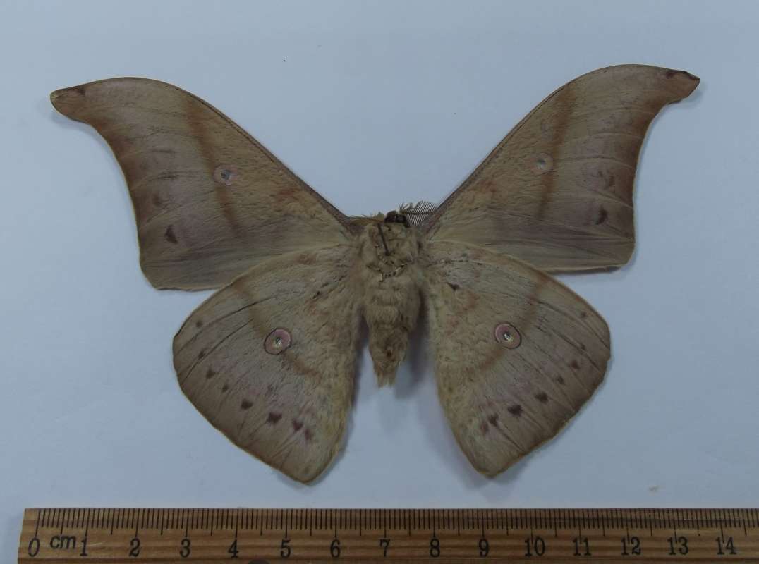 Male - Ventral View<br>(Origin of the Specimen: Laos, April 2003)