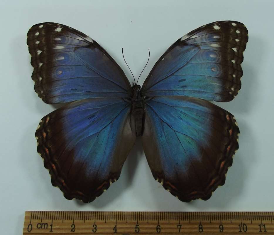 Female - Dorsal Viw