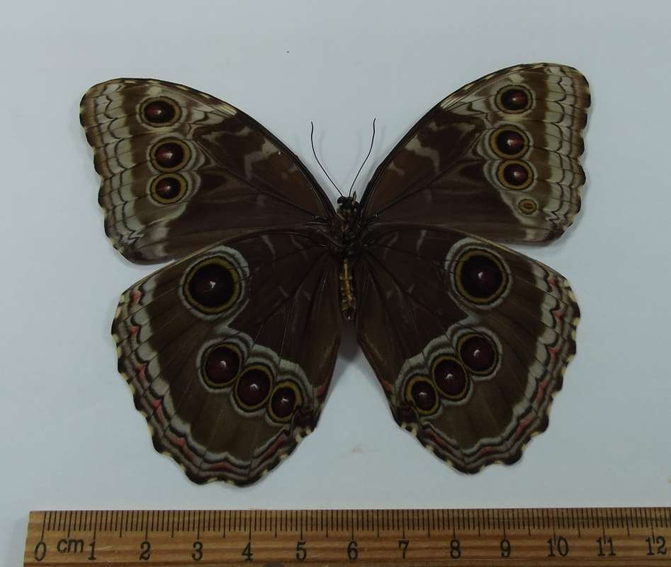 Female - Ventral View