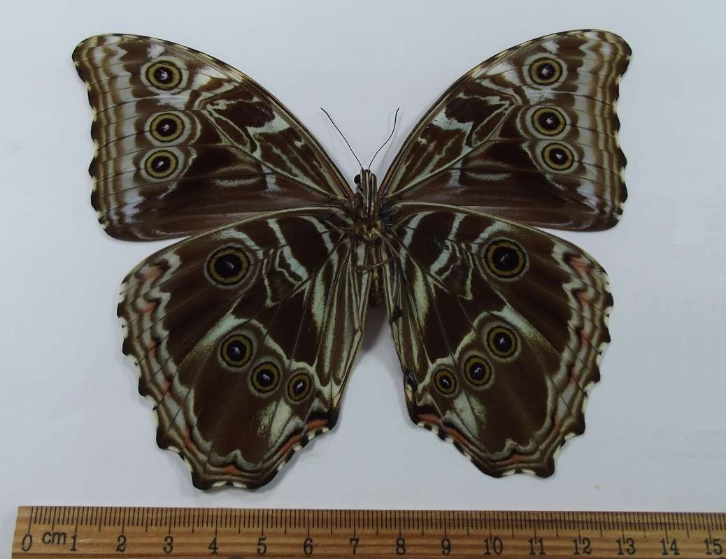 Female - Ventral View<br>(Origin of the Specimen: Bolivia, Sept 1989)