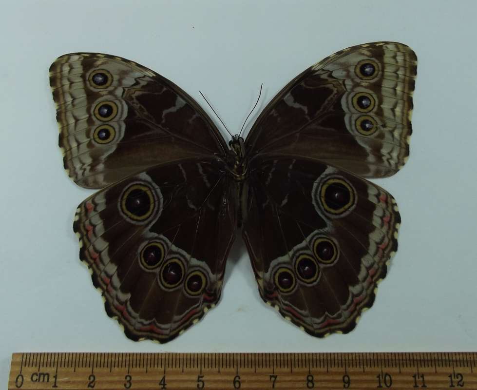 Female - Ventral - Tiny Blue in Rear Wing<br>(Origin of the Specimen: Costa Rica, March 2013)