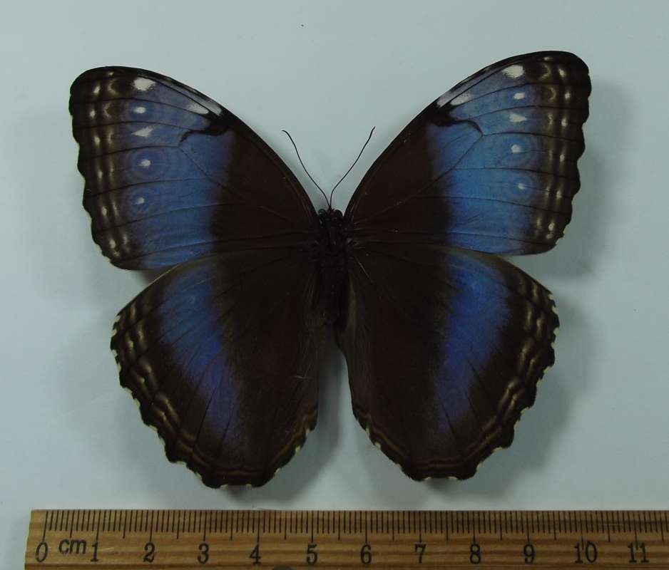 Female -  Medium Blue in Rear Wing<br>(Origin of the Specimen: Costa Rica, March 2013)