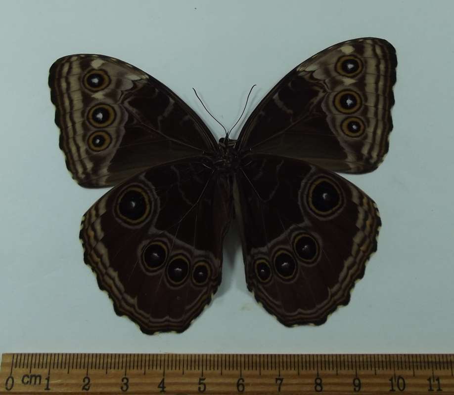 Female -  Medium Blue in Rear Wing<br>(Origin of the Specimen: Costa Rica, March 2013)