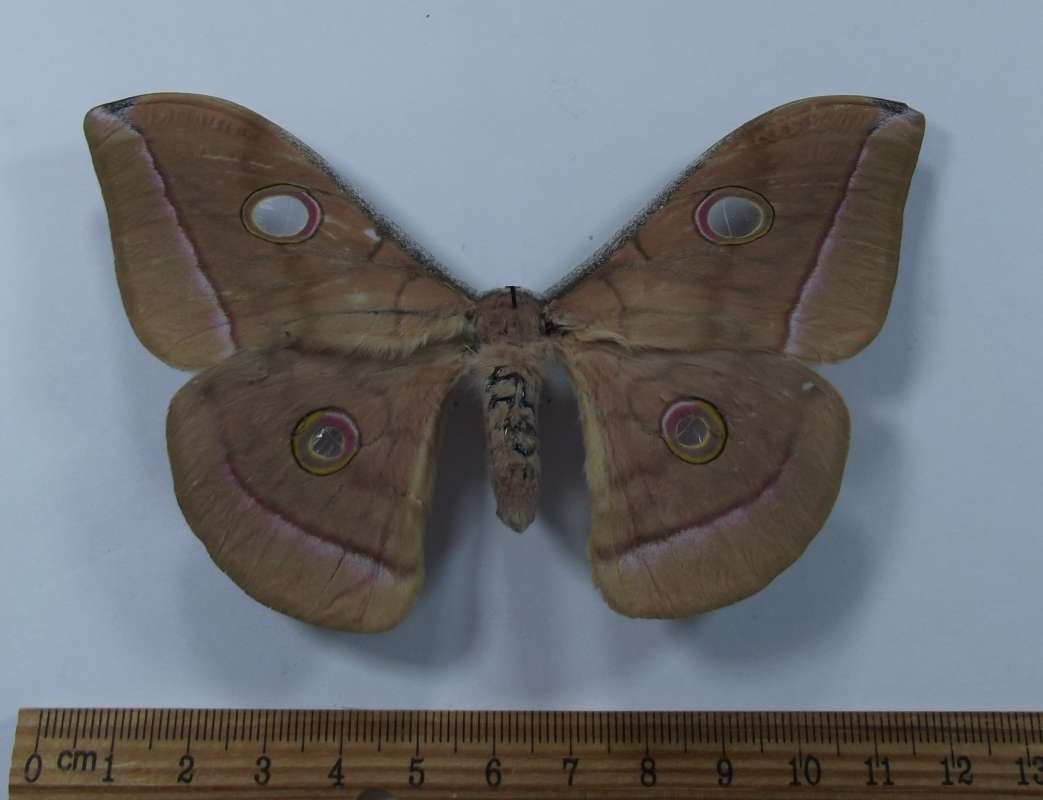 Female - Dorsal Viw<br>(Origin of the Specimen: West Vietnam August 2009)