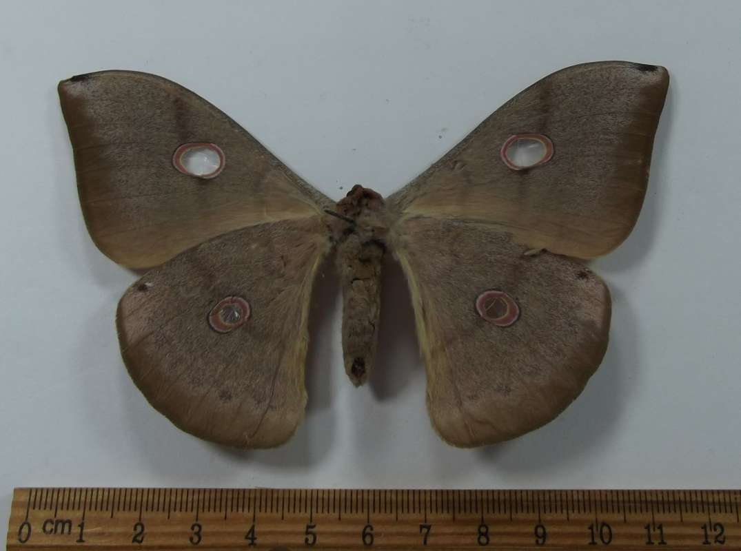 Female - Ventral Viet<br>(Origin of the Specimen: West Vietnam August 2009)