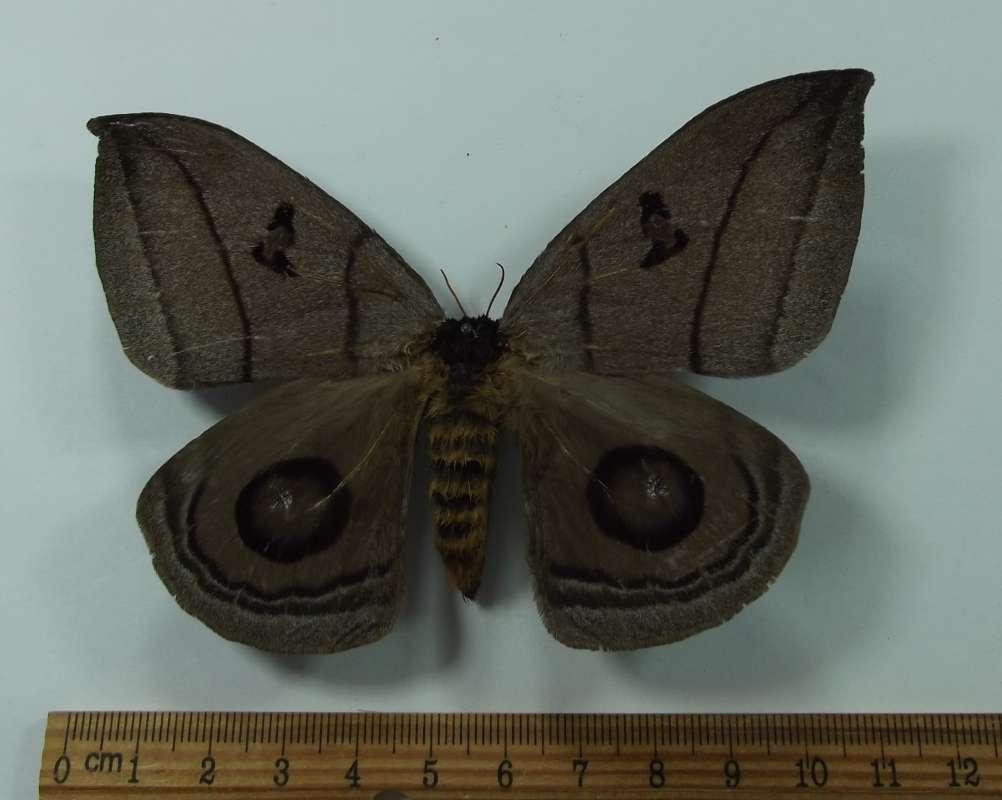 Female - Dorsal View<br>(Origin of the Specimen: Cuzco, Peru, Dec. 2011)