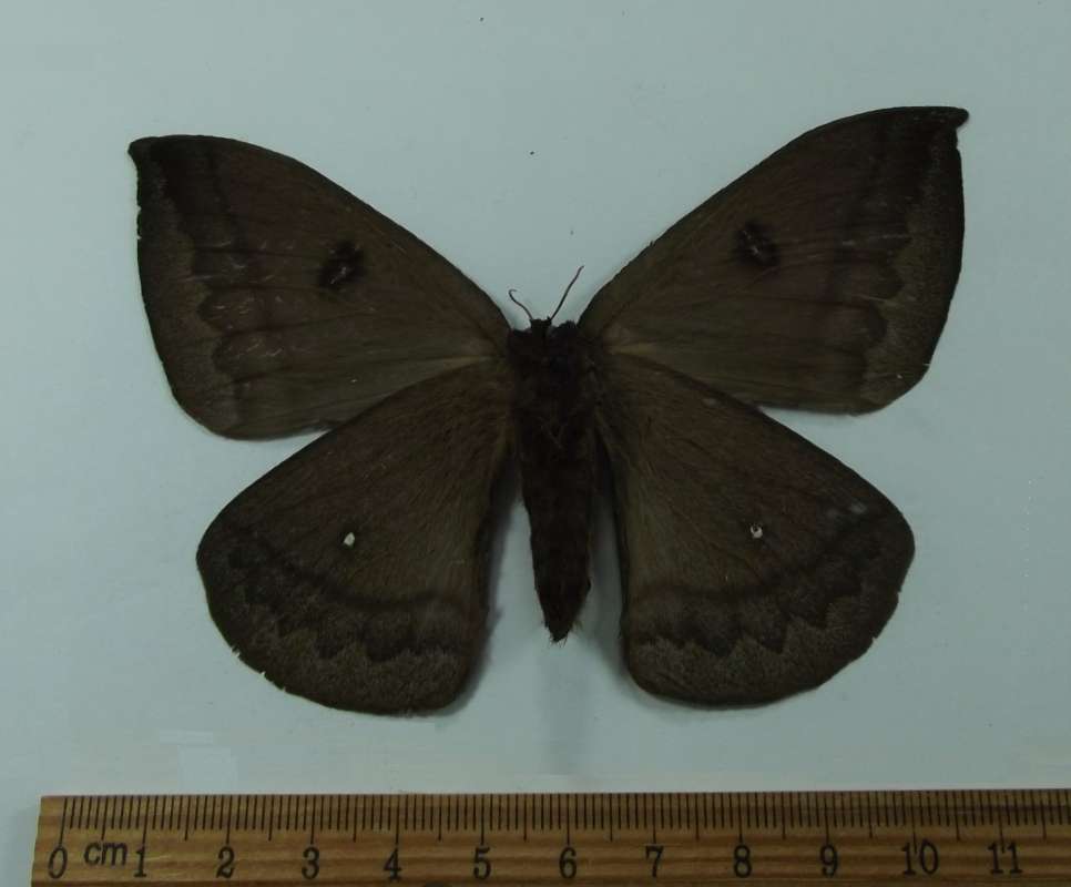 Female - Ventral View<br>(Origin of the Specimen: Cuzco, Peru, Dec. 2011)