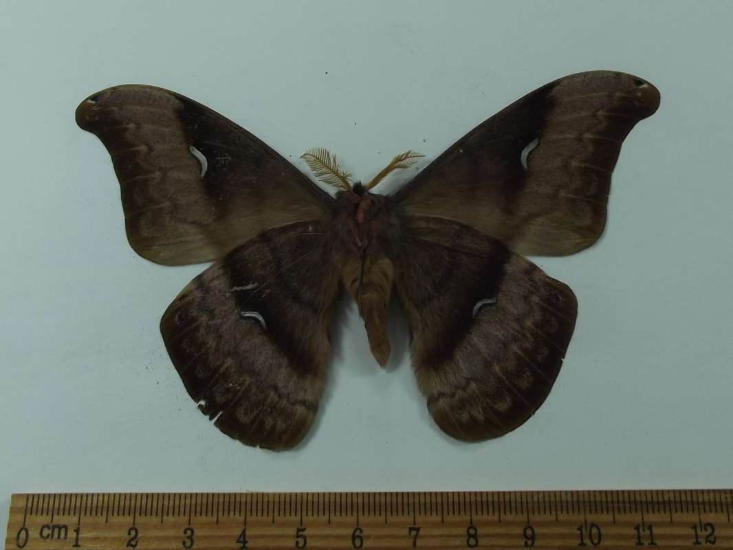 Male - Ventral View<br>(Origin of the Specimen: Ecuador, June 2005)