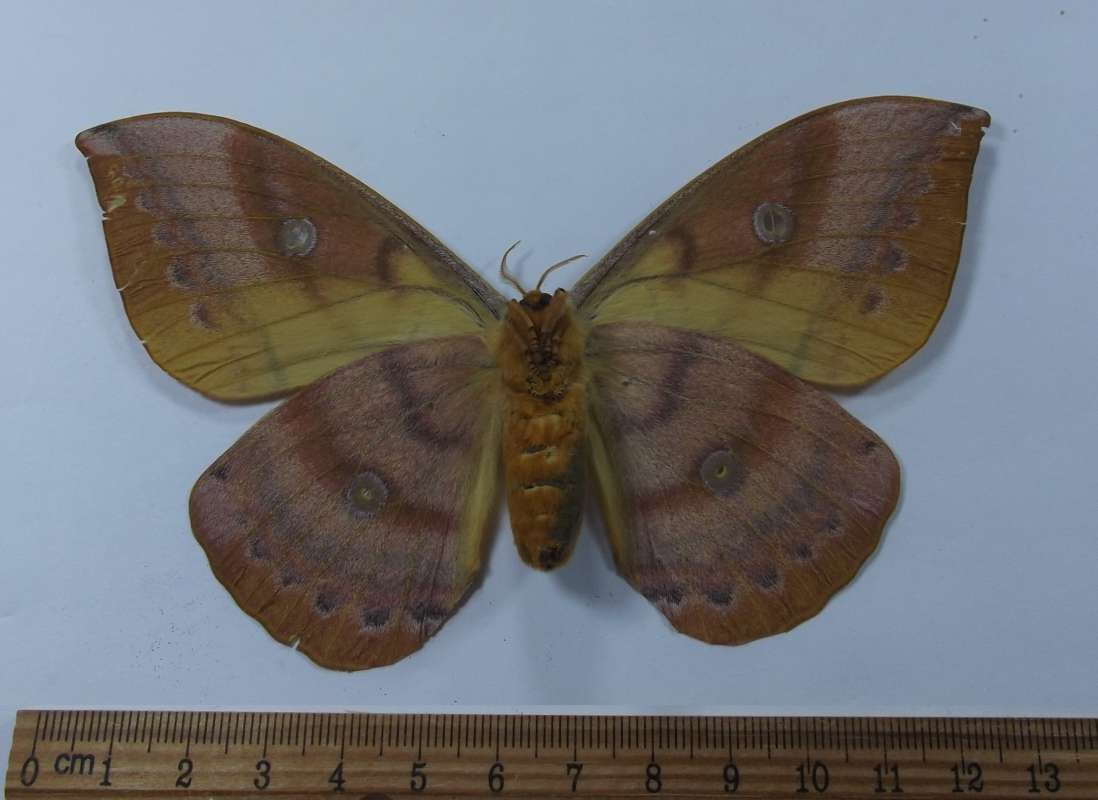 Female - Ventral View<br>(Origin of the Specimen: Japan, August 2009)