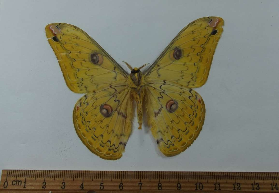 Male - Ventral View<br>(Origin of the Specimen: Bali, May 2014)