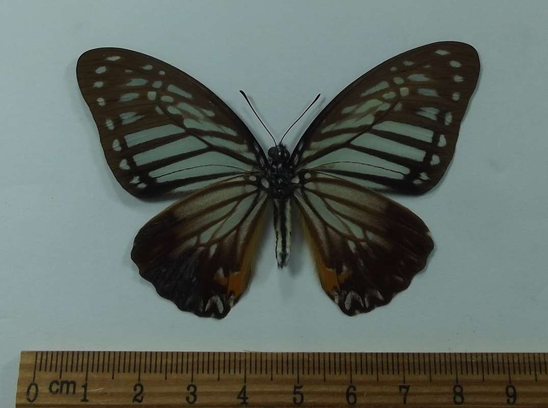 Male - Ventral View<br>(Origin of the Specimen: Laos, June 2012)