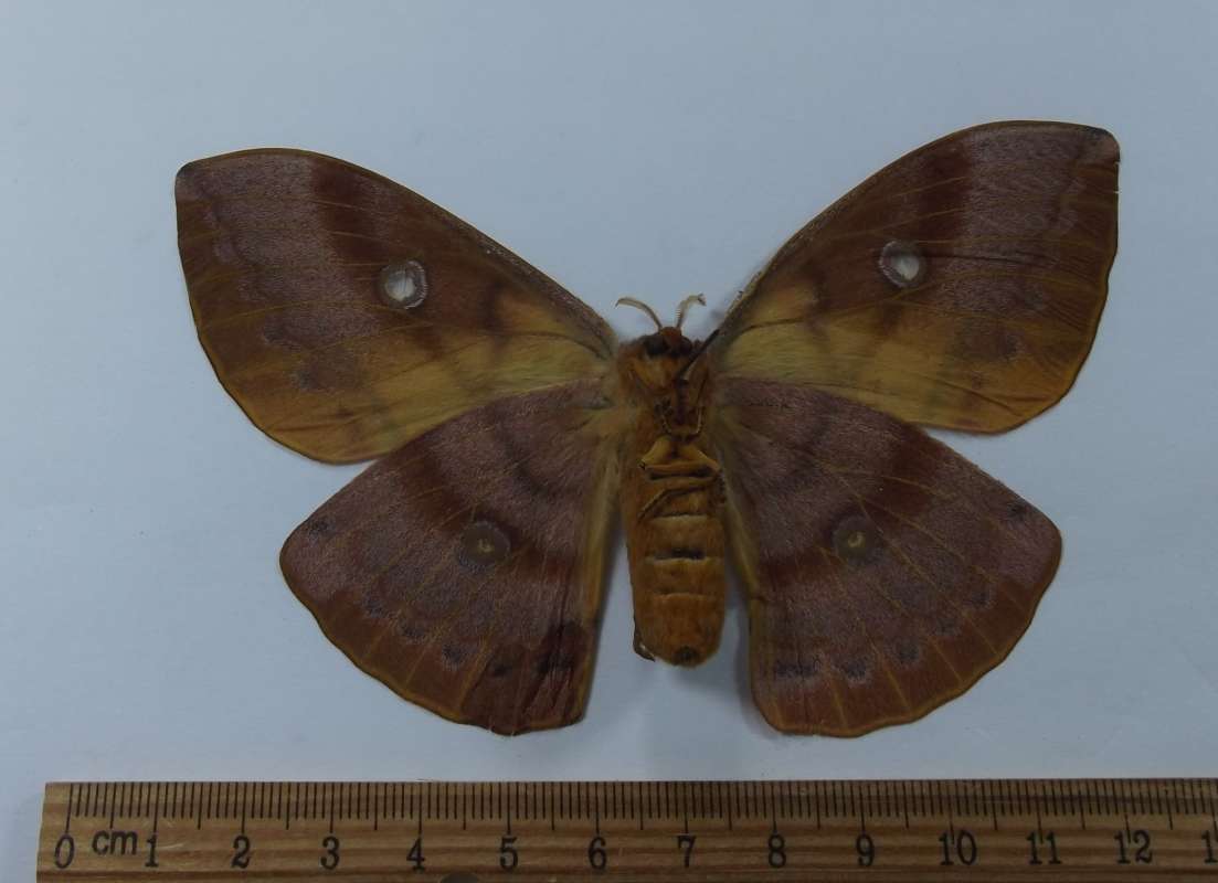 Female - Ventral View<br>(Origin of the Specimen: Japan, August 2009)
