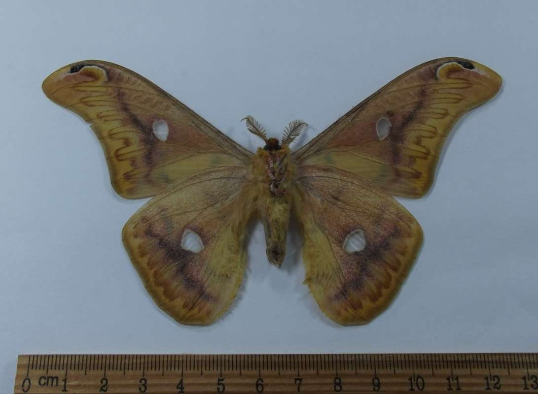 Male - Ventral View<br>(Origin of the Specimen: Laos, April 2012)