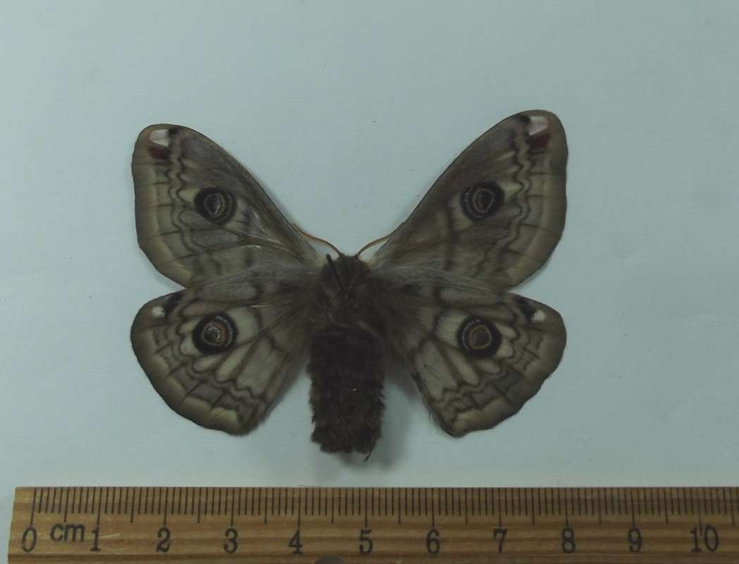 Female - Ventral View<br>(Origin of the Specimen: Bulgaria, July 2014)