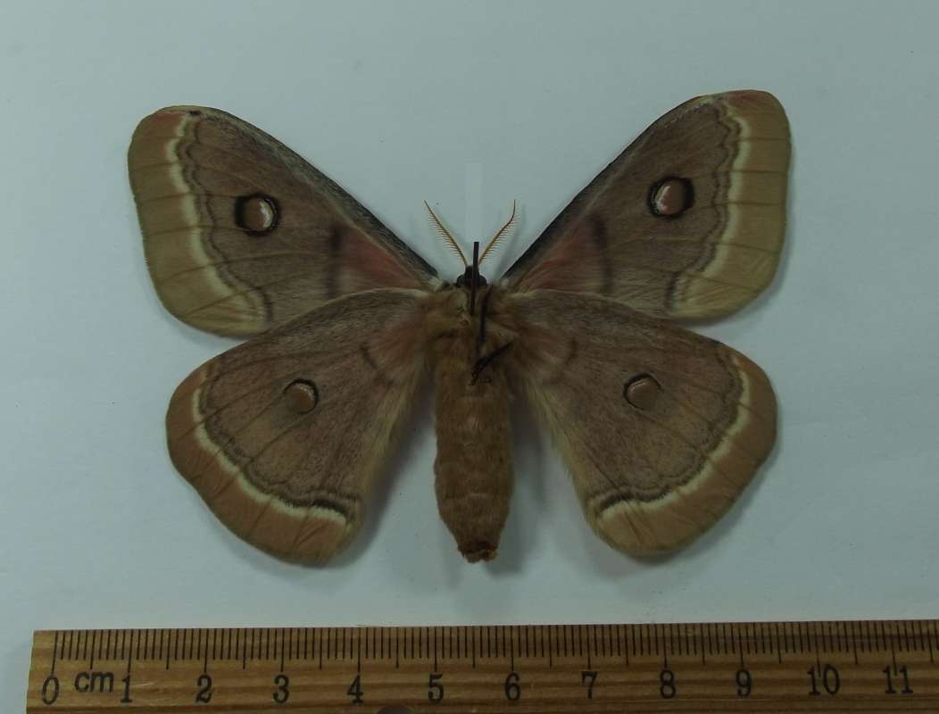 Female - Ventral View<br>(Origin of the Specimen: Kirgistan, July 2008)