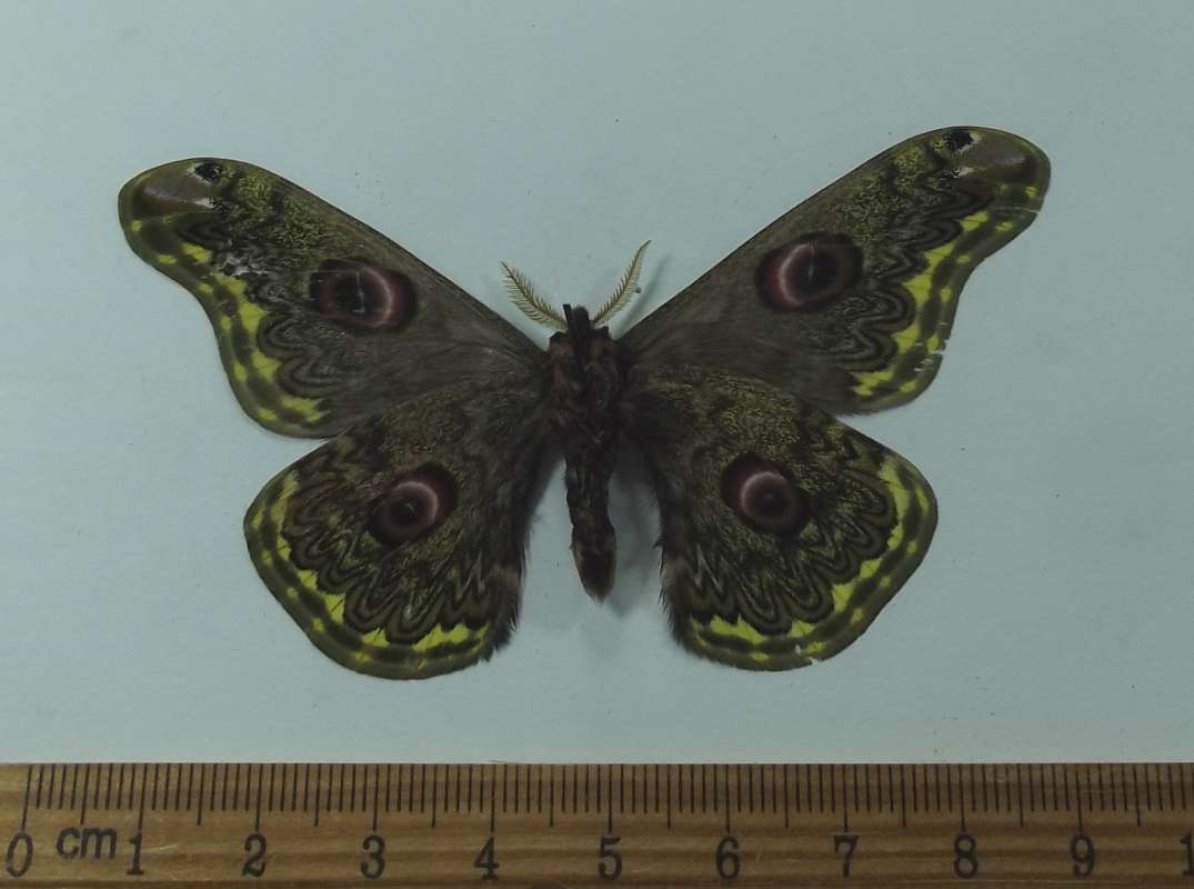 Male - Ventral View<br>(Origin of the Specimen: Vietnam, August 2002)