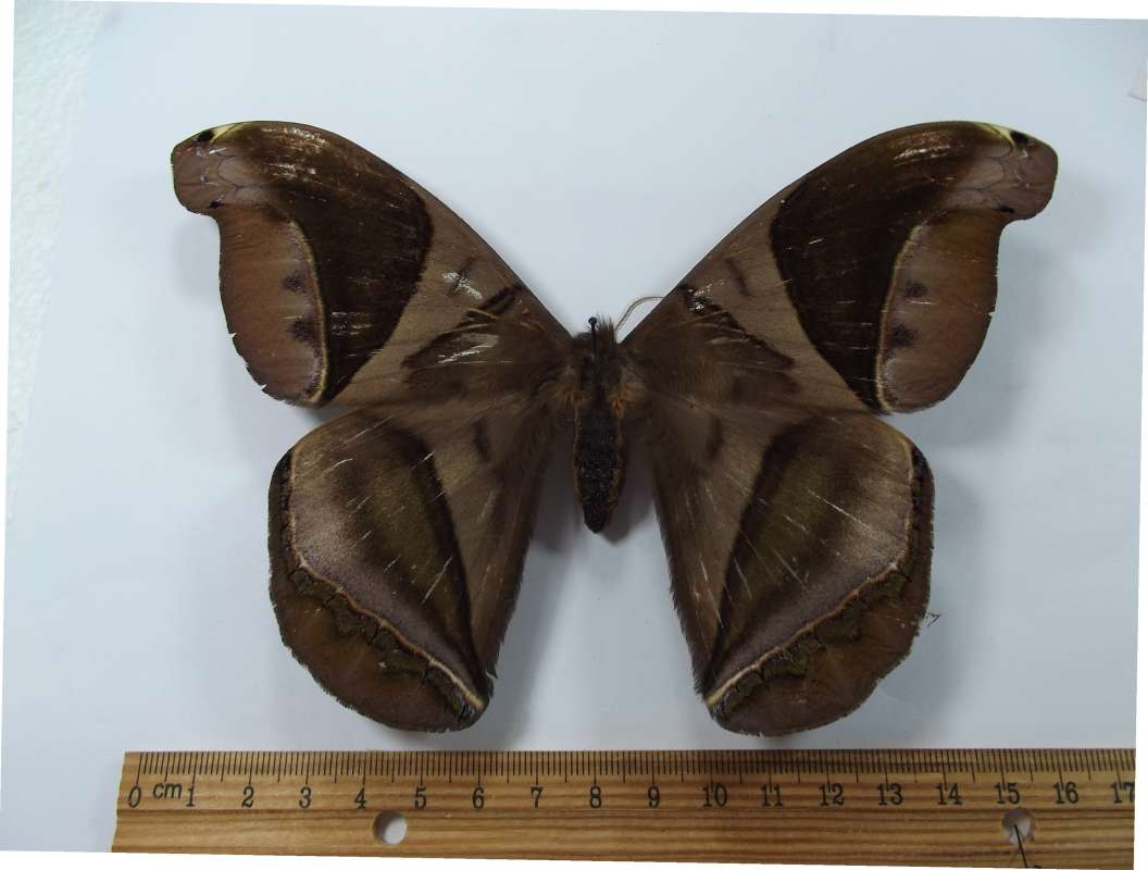 Female - Dorsal Viw<br>(Origin of the Specimen: Buga Valley, Colombia, June 1984)