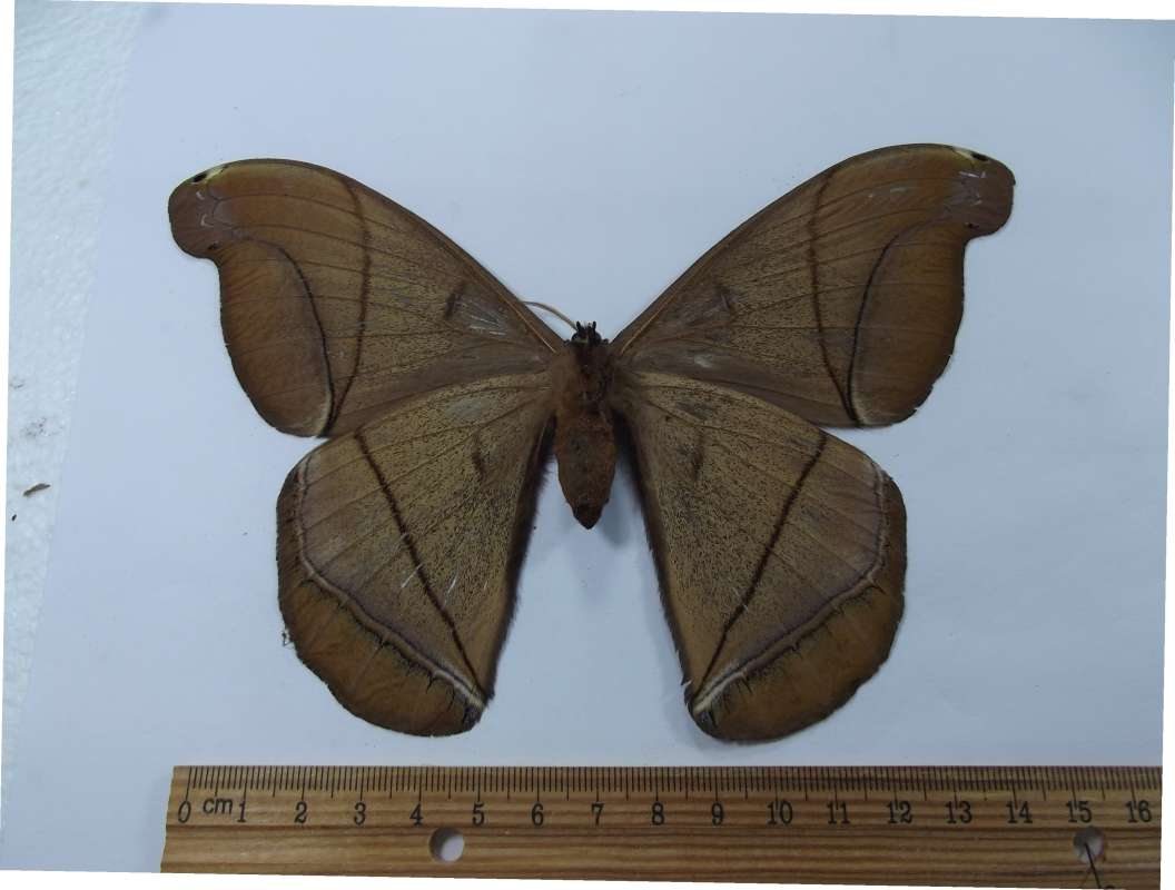 Female - Ventral View<br>(Origin of the Specimen: Buga Valley, Colombia, June 1984)