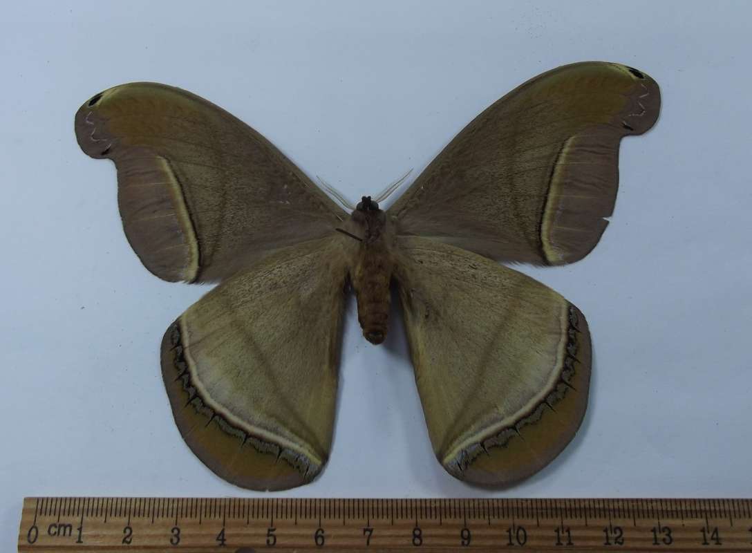 Female - Vetnral<br>(Origin of the Specimen: Uruguay, June 2012)