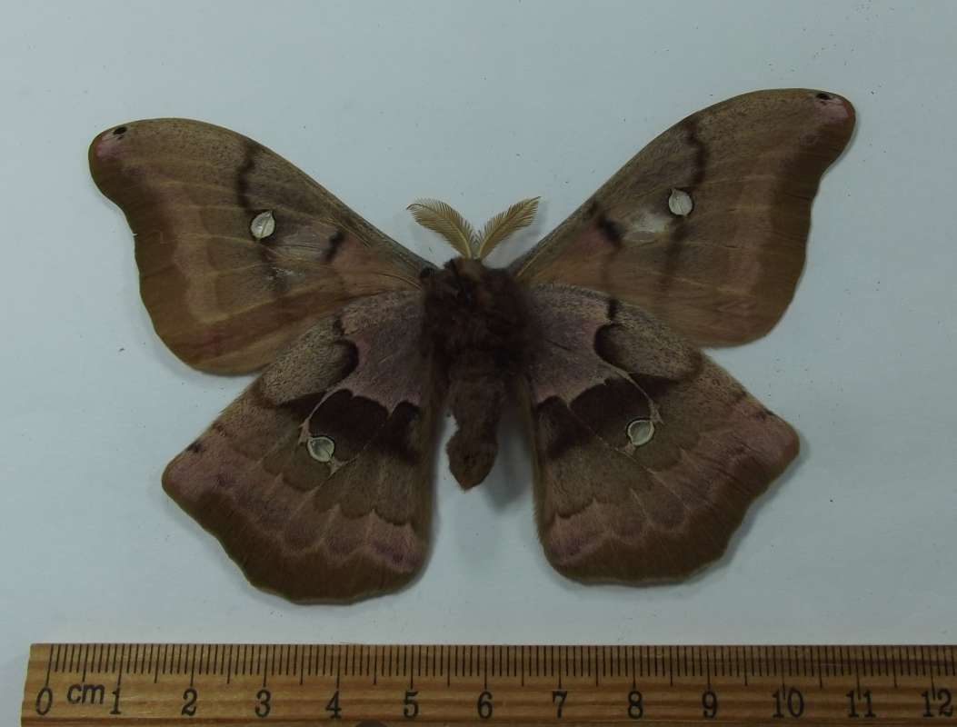 Male - Ventral View<br>(Origin of the Specimen: South Dakota, May 2014)