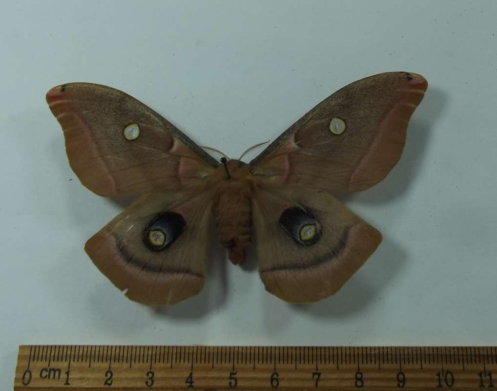 Female - Dorsal View<br>(Origin of the Specimen: South Dakota, May 2014)
