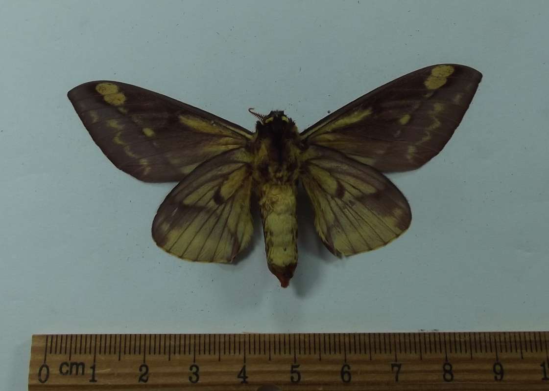 Male - Ventral View<br>(Origin of the Specimen: Peru, March 2001)