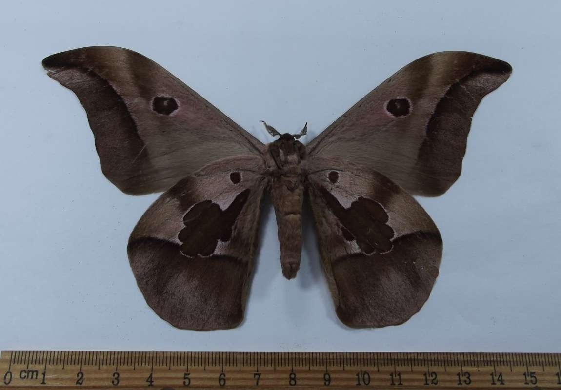 Male - Vetnral View<br>(Origin of the Specimen: Gabon, March 2009)