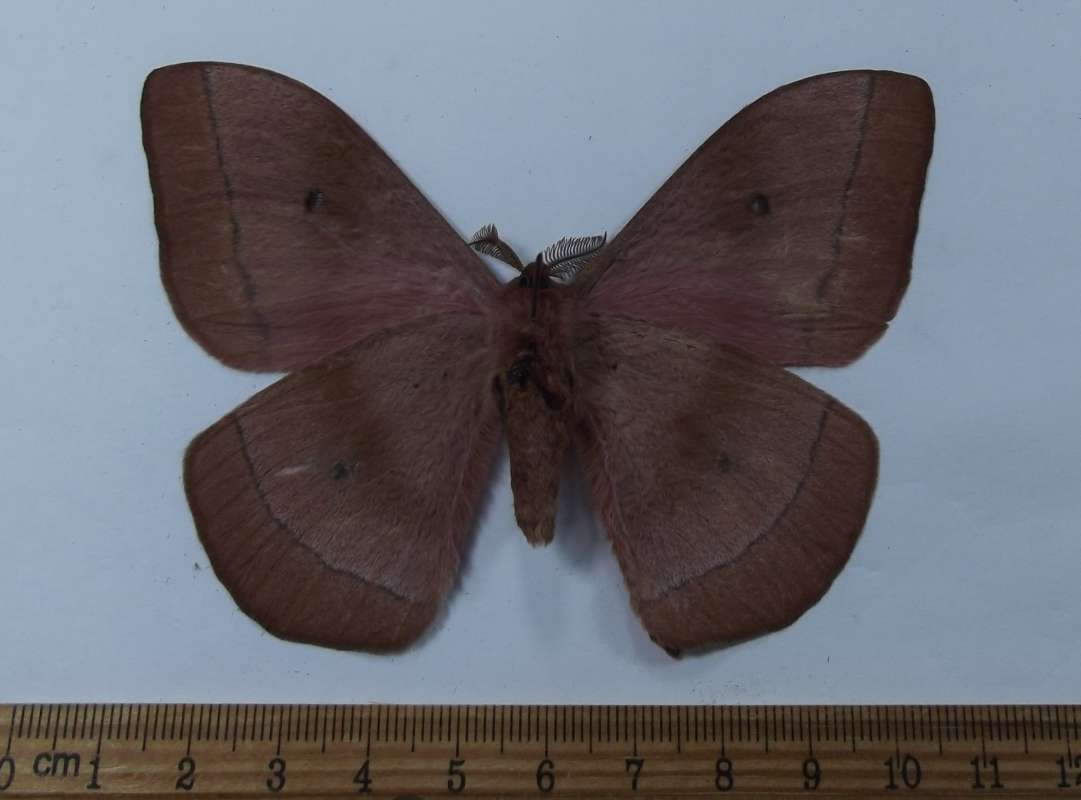 Male - Ventral View<br>(Origin of the Specimen: Nigeria, April 2012)