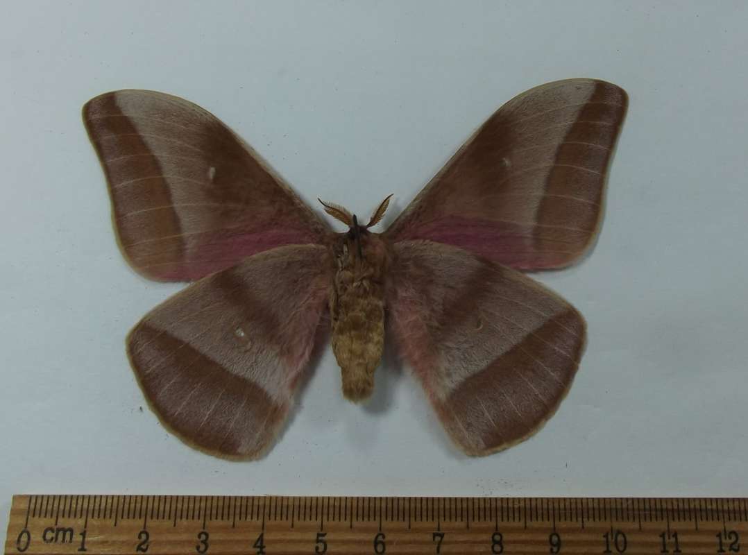 Male - Ventral View<br>(Origin of the Specimen: Kenya, Feb. 2009)