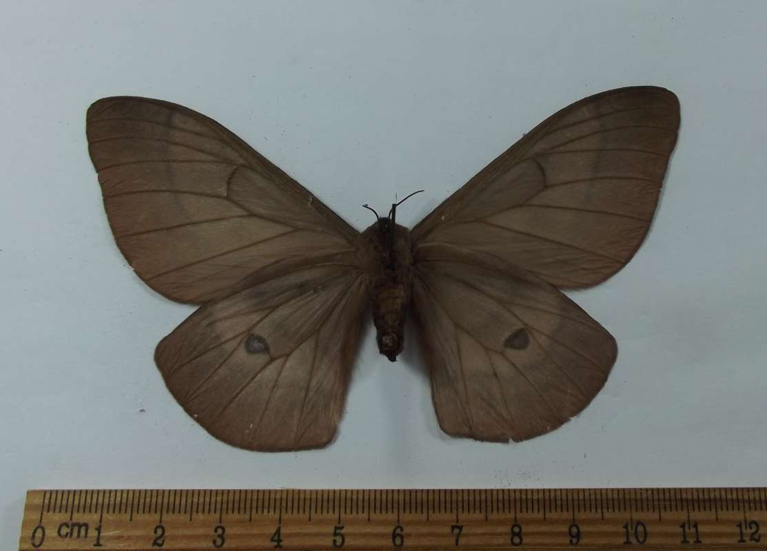 Female - Ventral<br>(Origin of the Specimen: Nigeria, April 2012)