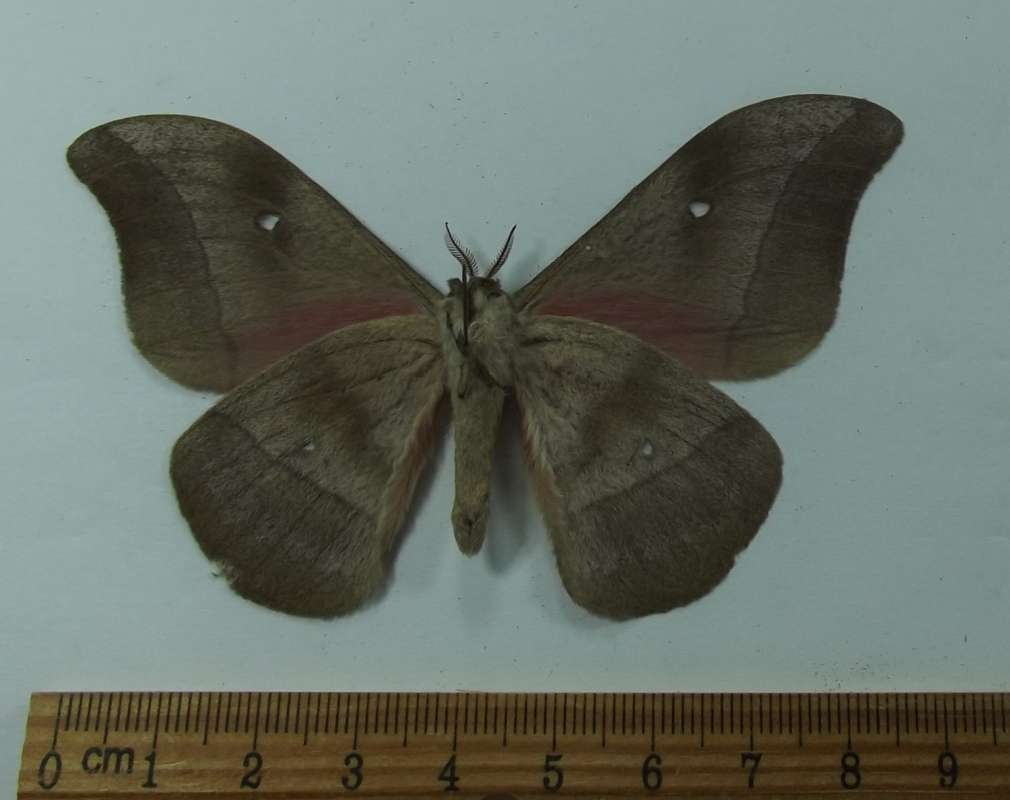 Male - Ventral View<br>(Origin of the Specimen: Nigeria, April 2012)