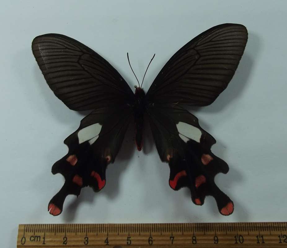 Female - Dorsal View<br>(Origin of the Specimen: Laos, August 2010)