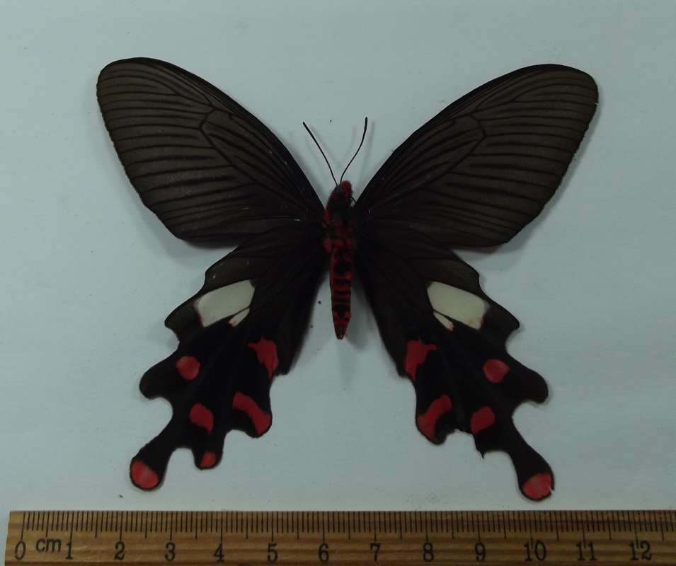Female - Ventral View<br>(Origin of the Specimen: Laos, August 2010)