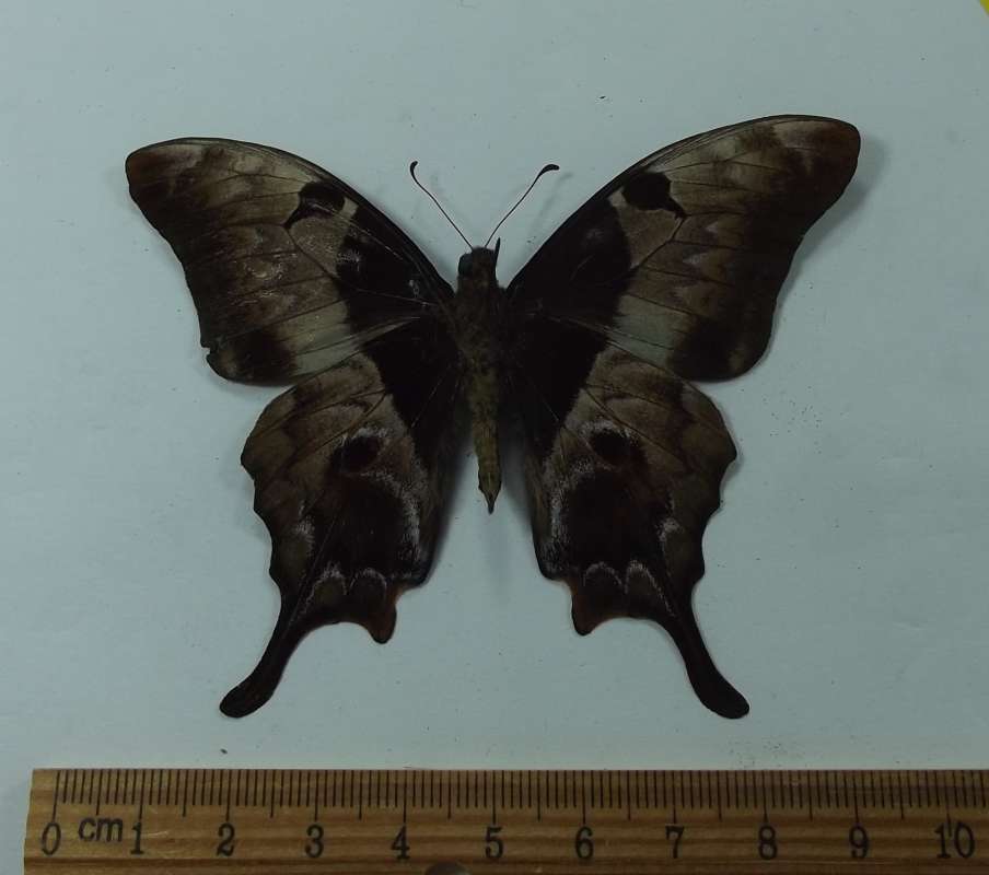 Male - Ventral View<br>(Origin of the Specimen: Ramong, S. Thailand, Aug 2012)