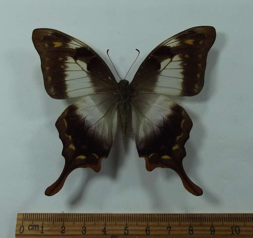 Female - Dorsal View<br>(Origin of the Specimen: Ramong, S. Thailand, Aug 2012)