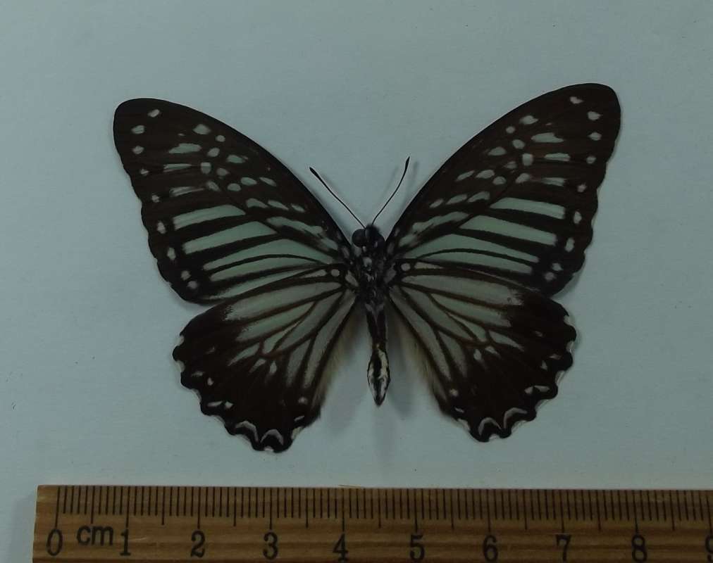 Male - Ventral View<br>(Origin of the Specimen: West Java, March 2012)