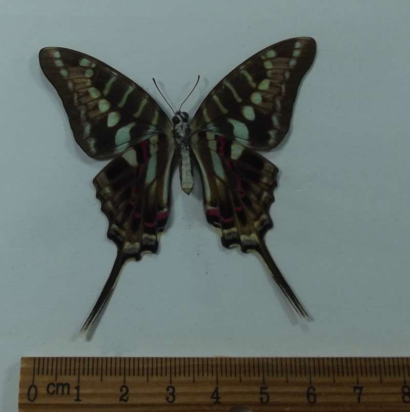 Female - Ventral View<br>(Origin of the Specimen: Tanzania, April 2002)