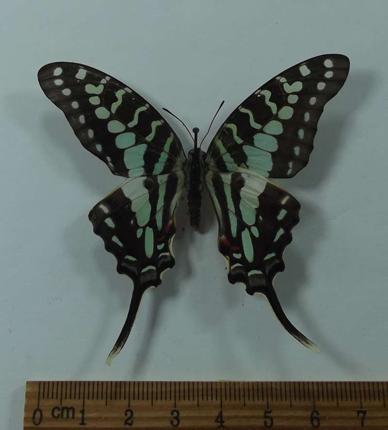 Female - Dorsal - New Ssp ?<br>(Origin of the Specimen: Tanzania, April 2002)
