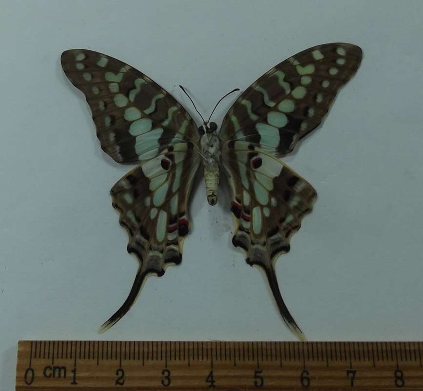 Female - Ventral<br>(Origin of the Specimen: Tanzania, April 2002)
