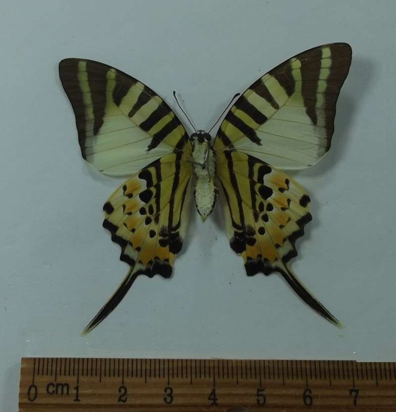 Female - Ventral View<br>(Origin of the Specimen: Laos, March 2003)