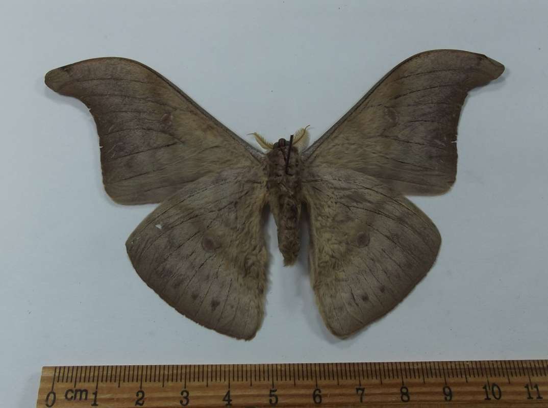 Male - Ventral View<br>(Origin of the Specimen: West Timor, May 2001)