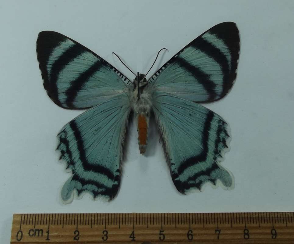 Female - Ventral View<br>(Origin of the Specimen: Kei Island, Sept 1989)